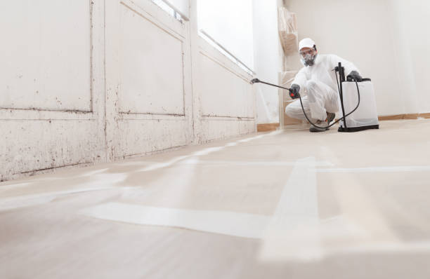 Black mold remediation team in Minneapolis